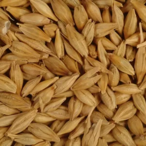 Wholesale Barley Grains