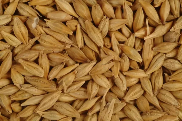 Wholesale Barley Grains