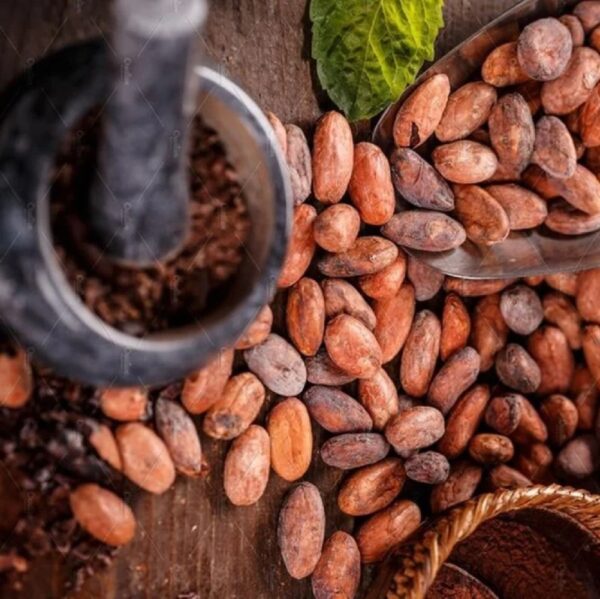 Cocoa Beans Wholesale