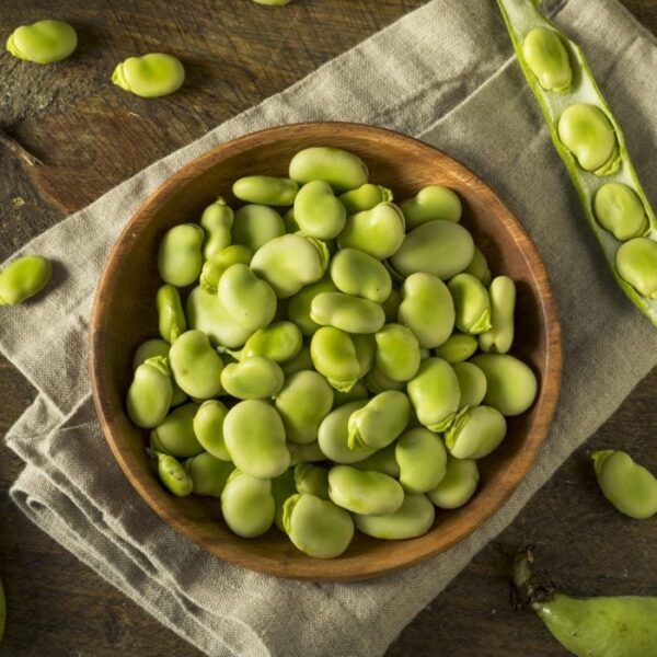 Wholesale Fava Beans