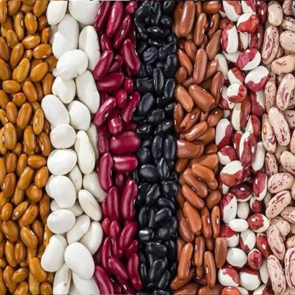 Wholesale Kidney beans