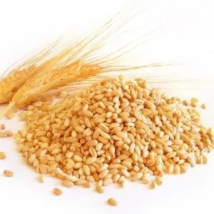 Wheat wholesale