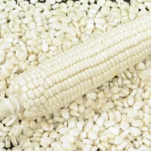 White corn wholesale